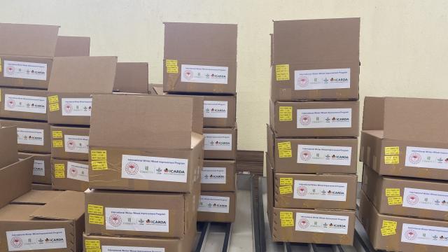 IWWIP International Nurseries are ready for distribution